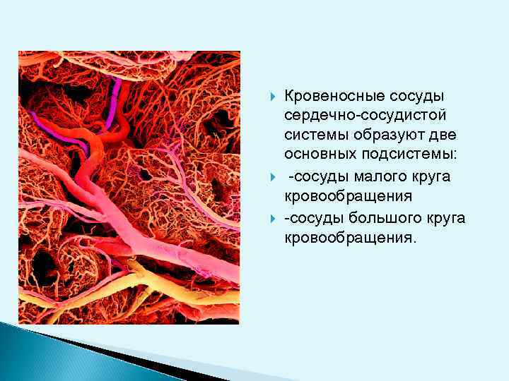  Кровеносные сосуды сердечно-сосудистой системы образуют две основных подсистемы: -сосуды малого круга кровообращения -сосуды