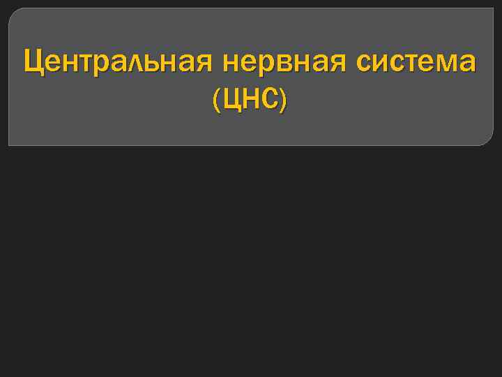Центральная нервная система (ЦНС) 