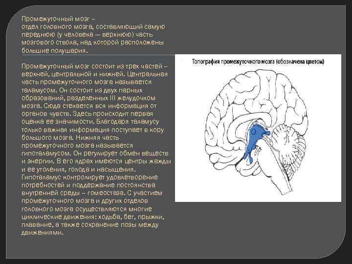 Промежуточный мозг – отдел головного мозга, составляющий самую переднюю (у человека — верхнюю) часть