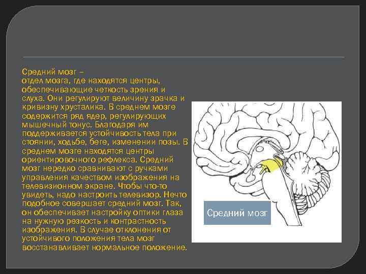 Средний мозг – отдел мозга, где находятся центры, обеспечивающие четкость зрения и слуха. Они