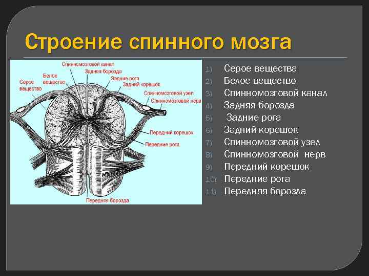 Строение задних Рогов спинного мозга. Структуры серого и белого вещества спинного мозга. Спинной мозг внутреннее строение серое и белое вещество.