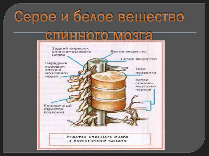 Серое и белое вещество спинного мозга 