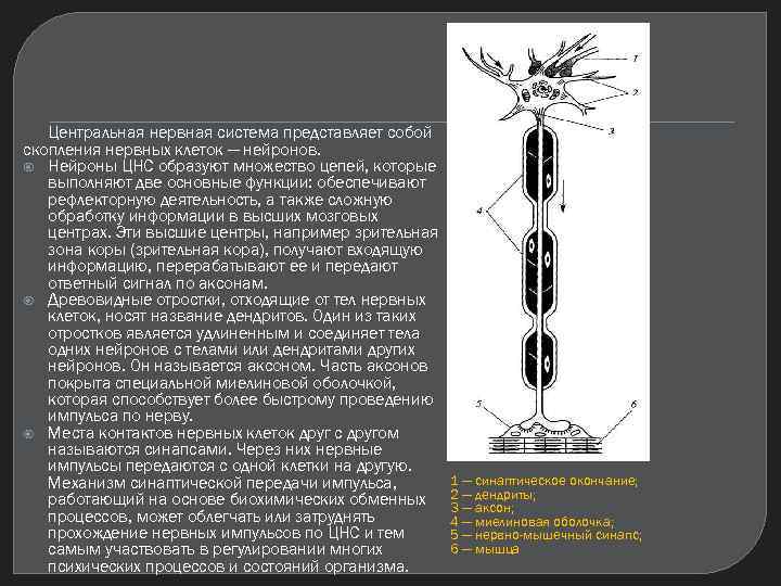 Центральная нервная система представляет собой скопления нервных клеток — нейронов. Нейроны ЦНС образуют множество