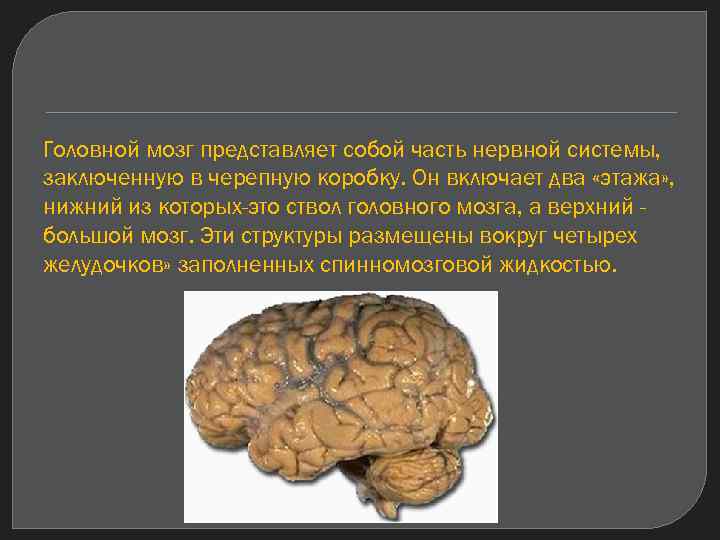 Головной мозг представляет собой часть нервной системы, заключенную в черепную коробку. Он включает два