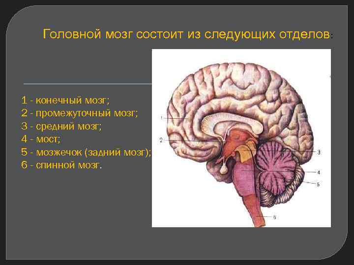 Из чего состоит мозг