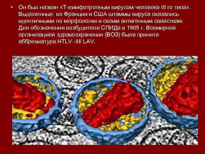  • Он был назван «Т-лимфотропным вирусом человека III го типа» . Выделенные во