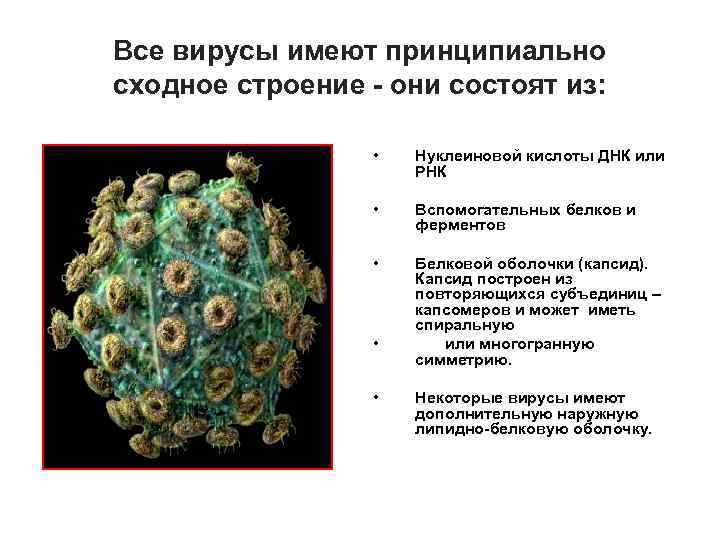 Все вирусы имеют принципиально сходное строение - они состоят из: • Нуклеиновой кислоты ДНК