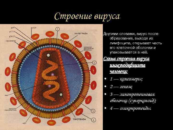 Строение вируса Другими словами, вирус после образования, выходя из лимфоцита, открывает часть его клеточной