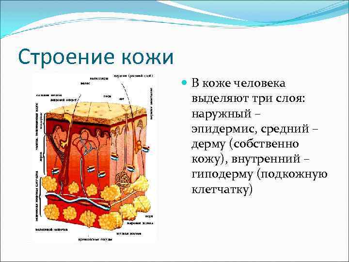 Строение кожи В коже человека выделяют три слоя: наружный – эпидермис, средний – дерму