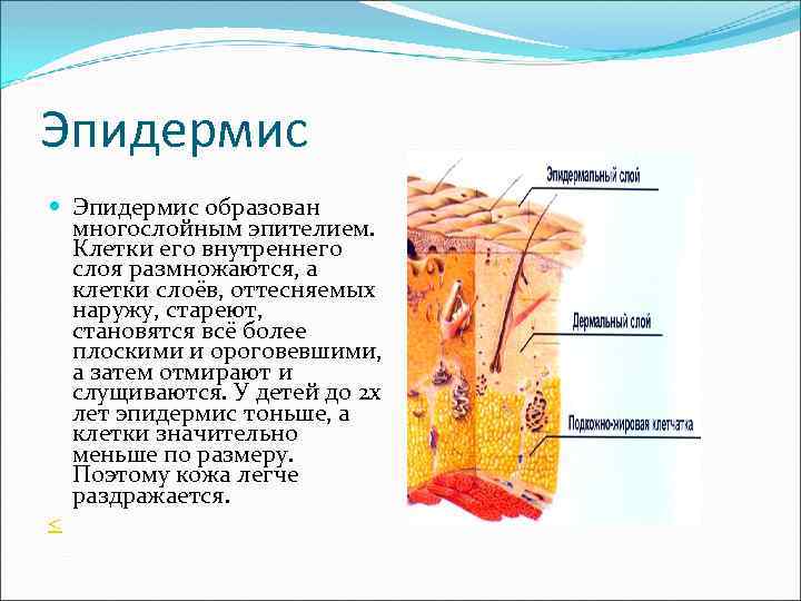 Что такое эпидермис кожи человека фото и описание