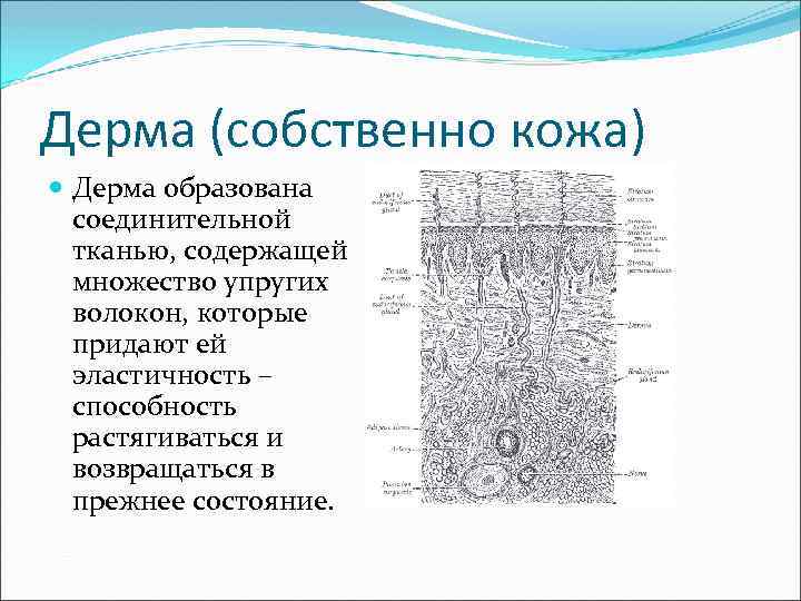 Дерма (собственно кожа) Дерма образована соединительной тканью, содержащей множество упругих волокон, которые придают ей