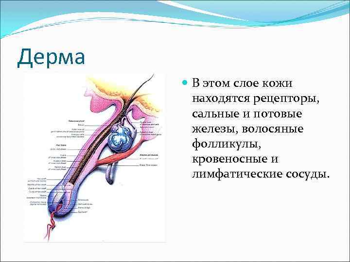 В каком слое кожи находятся железы. Сальные и потовые железы рецепторы находятся в. Рецепторы потовых желез. Сальные железы расположены в слое кожи. Волосяной фолликул и сальная железа.