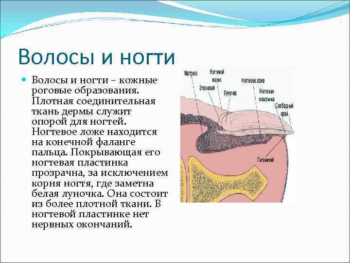 Волосы и ногти – кожные роговые образования. Плотная соединительная ткань дермы служит опорой для