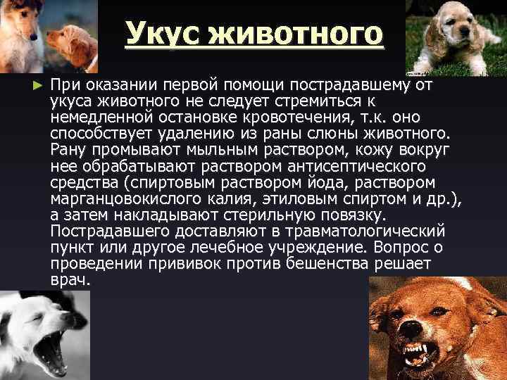 Укус животного ► При оказании первой помощи пострадавшему от укуса животного не следует стремиться