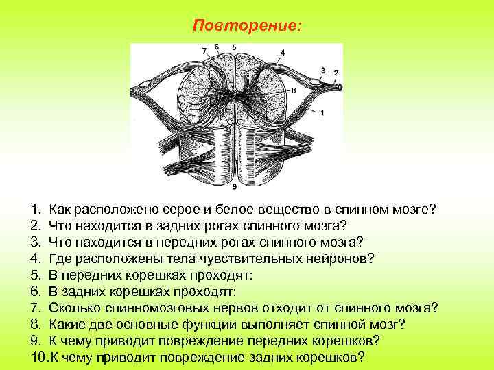 Повторение: 1. Как расположено серое и белое вещество в спинном мозге? 2. Что находится