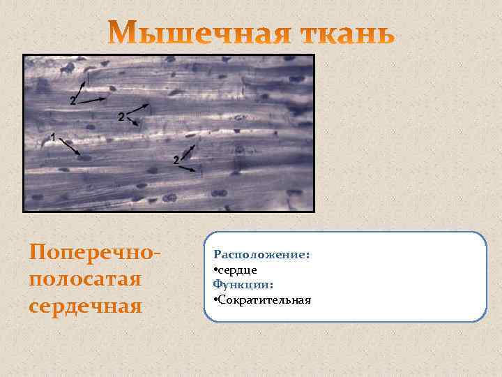 Поперечнополосатая сердечная Расположение: • сердце Функции: • Сократительная 