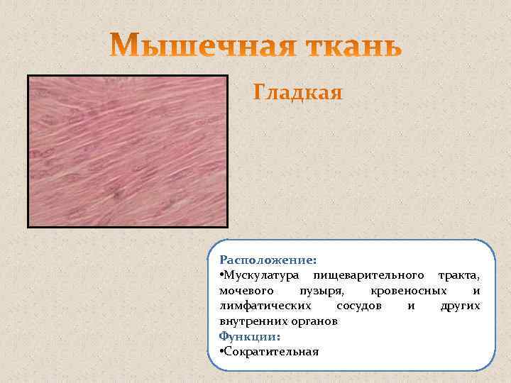 Гладкая Расположение: • Мускулатура пищеварительного тракта, мочевого пузыря, кровеносных и лимфатических сосудов и других