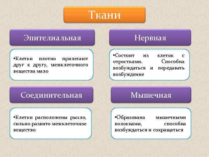 Ткани Эпителиальная Нервная • Клетки плотно прилегают друг к другу, межклеточного вещества мало •