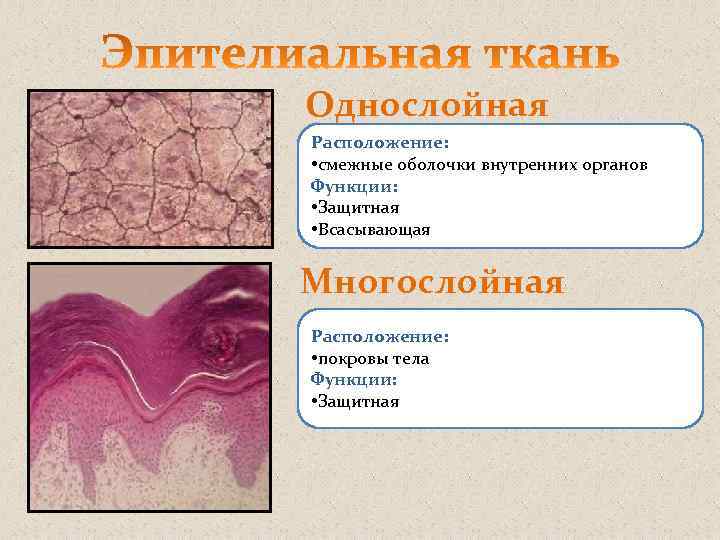 Однослойная Расположение: • смежные оболочки внутренних органов Функции: • Защитная • Всасывающая Многослойная Расположение: