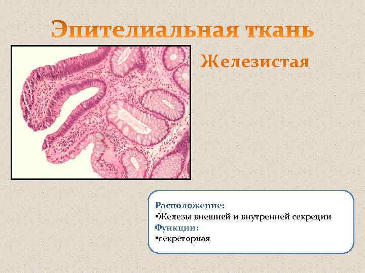 Железистая Расположение: • Железы внешней и внутренней секреции Функции: • секреторная 