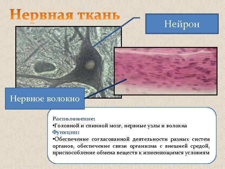 Нейрон Нервное волокно Расположение: • Головной и спинной мозг, нервные узлы и волокна Функции: