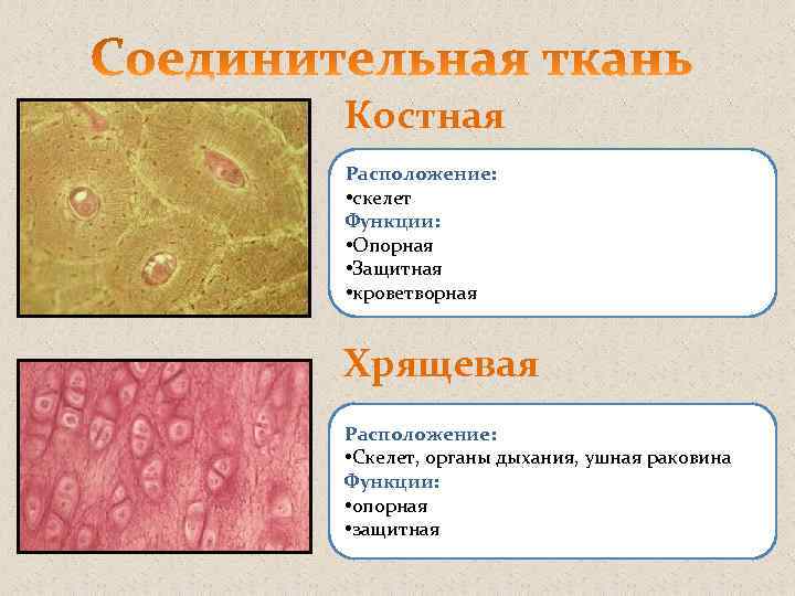 Костная Расположение: • скелет Функции: • Опорная • Защитная • кроветворная Хрящевая Расположение: •