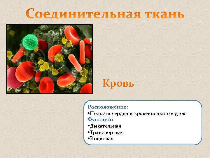 Кровь Расположение: • Полости сердца и кровеносных сосудов Функции: • Дыхательная • Транспортная •