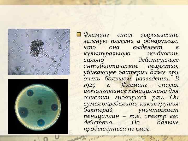 Флеминг стал выращивать зеленую плесень и обнаружил, что она выделяет в культуральную жидкость сильно