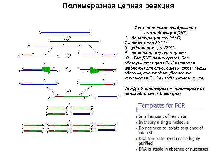 Полимеразная цепная реакция результат. ПЦР амплификация схема. PCR — полимеразная цепная реакция. Схематическое изображение амплификации ДНК:. Полимеразная цепная реакция амплификация.