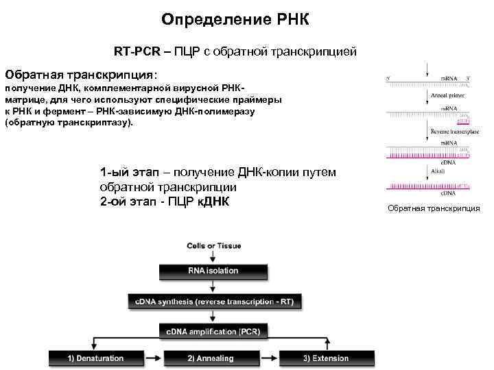 Анализ рнк что это. . Полимеразная цепная реакция (ПЦР). Этапы. ПЦР РНК схема. ПЦР С обратной транскрипцией (от-ПЦР, RT-PCR) используется для. ПЦР С обратной транскрипцией схема.