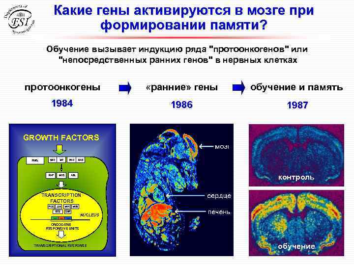 Какие гены активируются в мозге при формировании памяти? Обучение вызывает индукцию ряда 