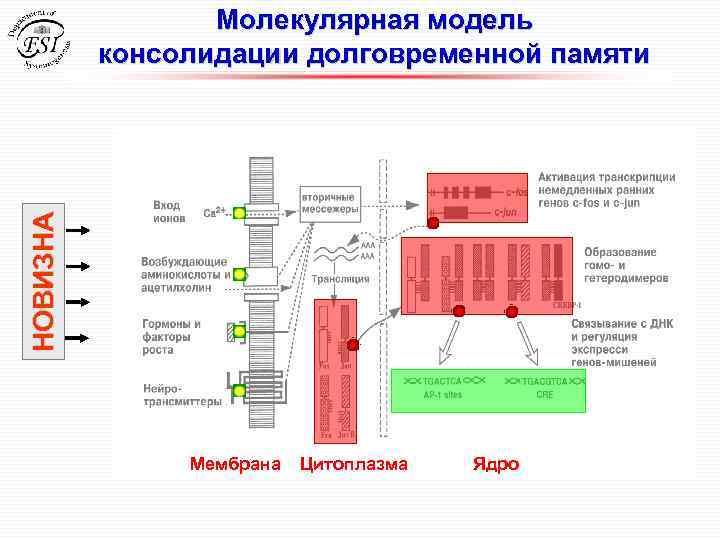 НОВИЗНА Молекулярная модель консолидации долговременной памяти Мембрана Цитоплазма Ядро 