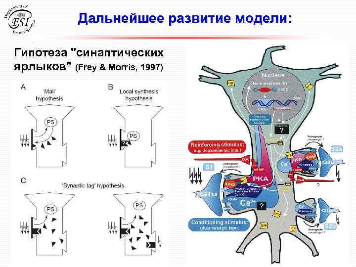 Дальнейшее развитие модели: Гипотеза 