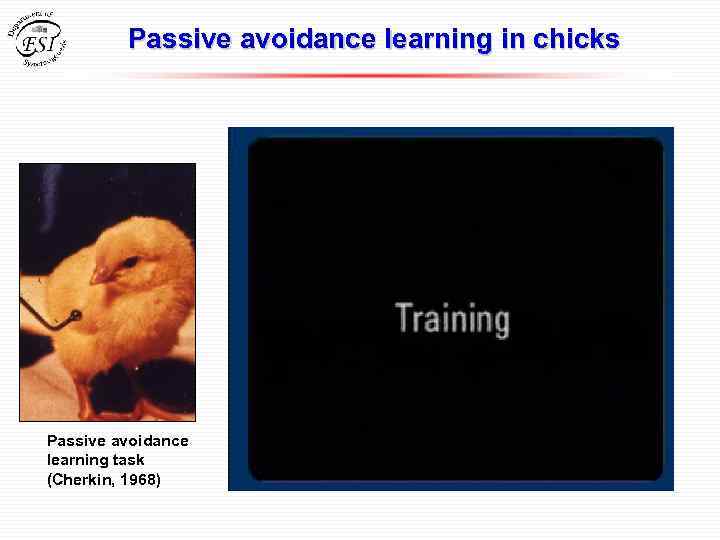 Passive avoidance learning in chicks Passive avoidance learning task (Cherkin, 1968) 