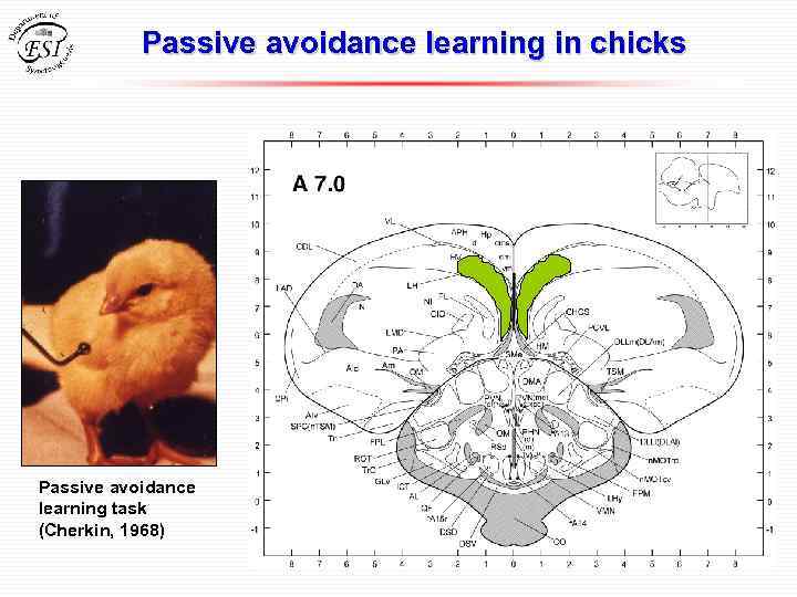 Passive avoidance learning in chicks Passive avoidance learning task (Cherkin, 1968) 