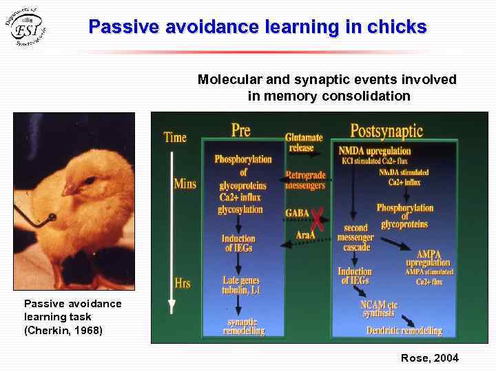 Passive avoidance learning in chicks Molecular and synaptic events involved in memory consolidation Passive