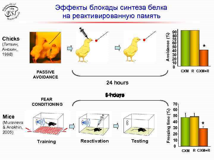 Avoidance (%) Эффекты блокады синтеза белка на реактивированную память Chicks (Литвин, Анохин, 1998) 90