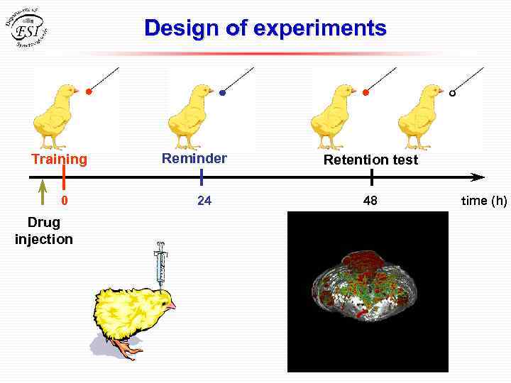 Design of experiments Training 0 Drug injection Reminder 24 Retention test 48 time (h)