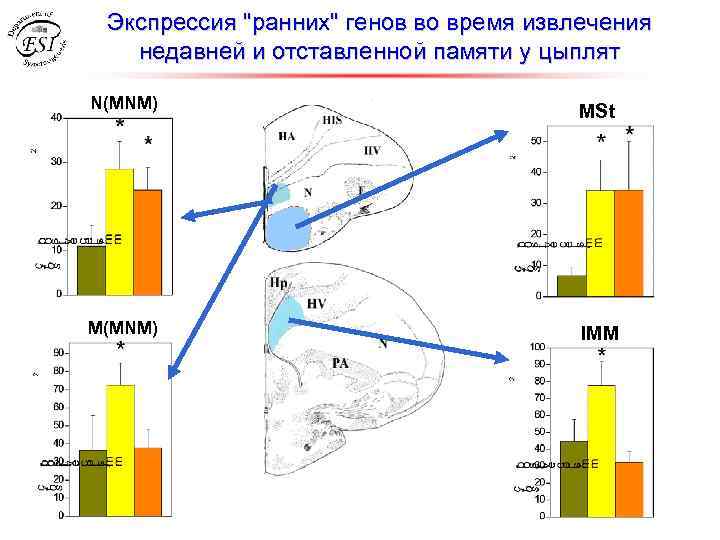 Экспрессия 
