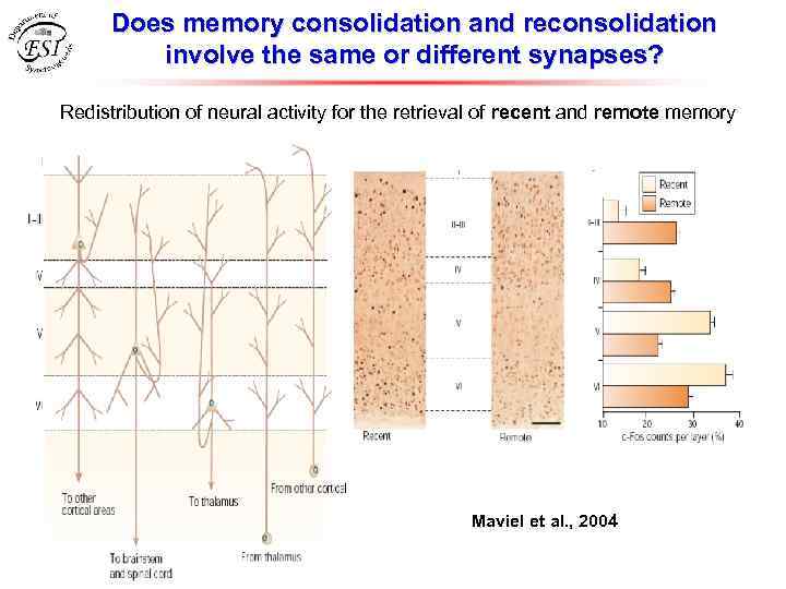 Does memory consolidation and reconsolidation involve the same or different synapses? Redistribution of neural