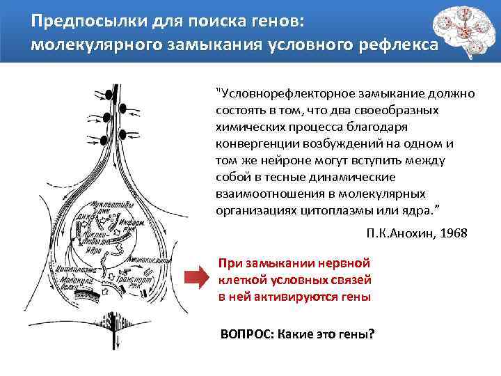Предпосылки для поиска генов: молекулярного замыкания условного рефлекса 