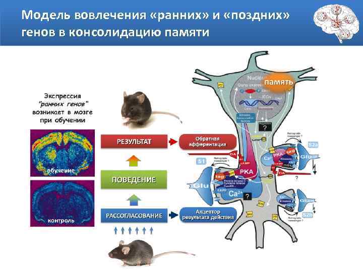 Модель вовлечения «ранних» и «поздних» генов в консолидацию памяти 