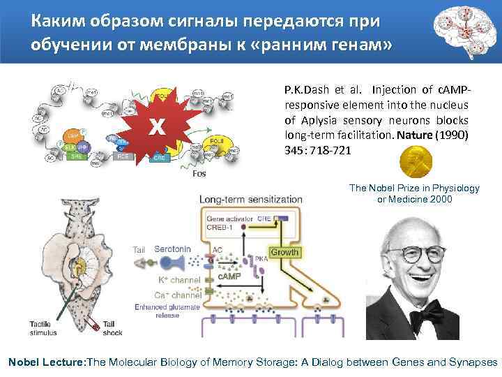 Каким образом сигналы передаются при обучении от мембраны к «ранним генам» P. K. Dash