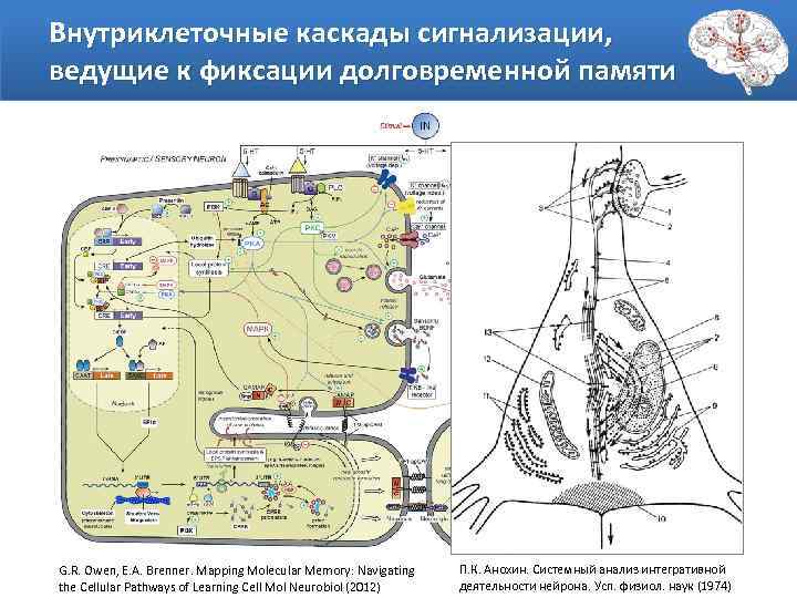 Внутриклеточные каскады сигнализации, ведущие к фиксации долговременной памяти G. R. Owen, E. A. Brenner.