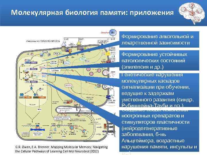 Молекулярная биология памяти: приложения Формирование алкогольной и лекарственной зависимости Формирование устойчивых патологических состояний (эпилепсия