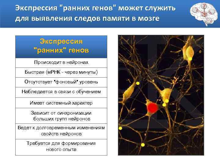 Экспрессия 