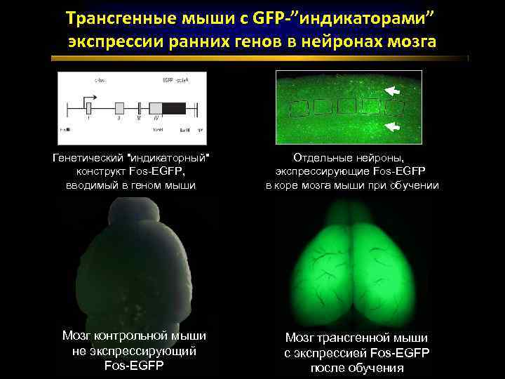 Трансгенные мыши с GFP-”индикаторами” экспрессии ранних генов в нейронах мозга Генетический 