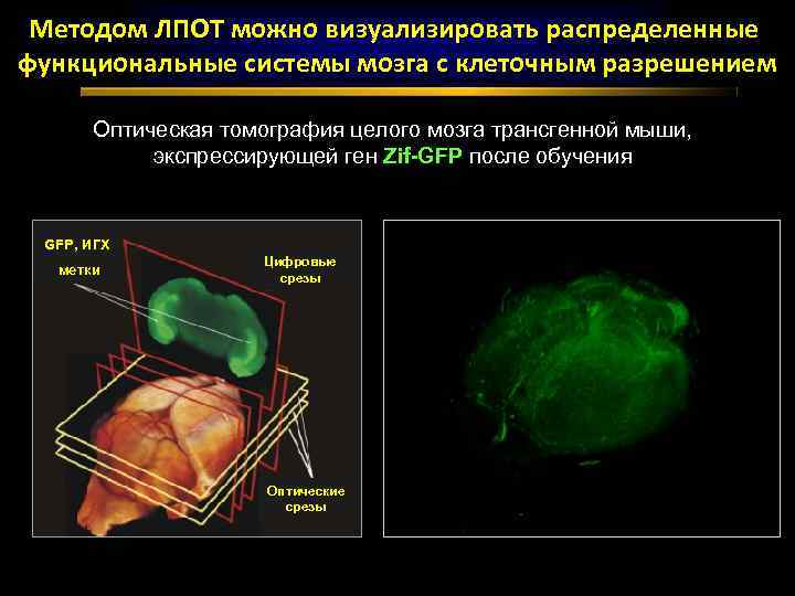 Методом ЛПОТ можно визуализировать распределенные функциональные системы мозга с клеточным разрешением Оптическая томография целого