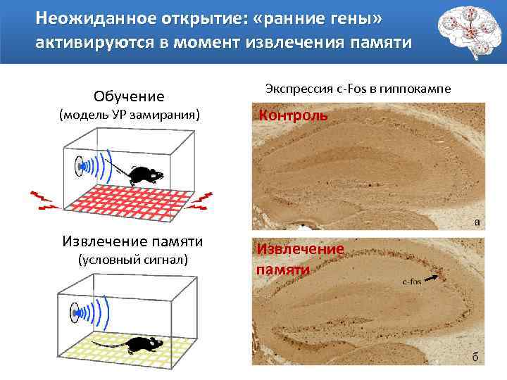 Неожиданное открытие: «ранние гены» активируются в момент извлечения памяти Обучение (модель УР замирания) Извлечение