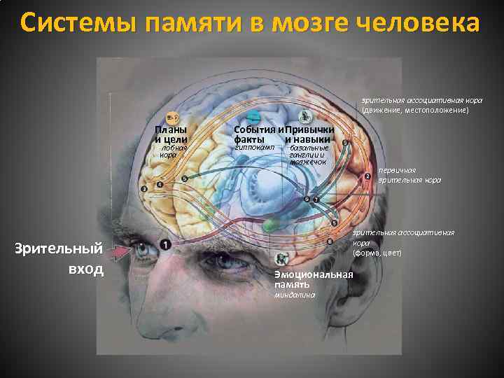 Cистемы памяти в мозге человека зрительная ассоциативная кора (движение, местоположение) Планы и цели лобная